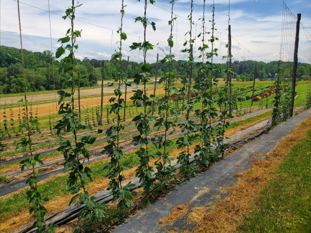 Young hops growing on a trellis