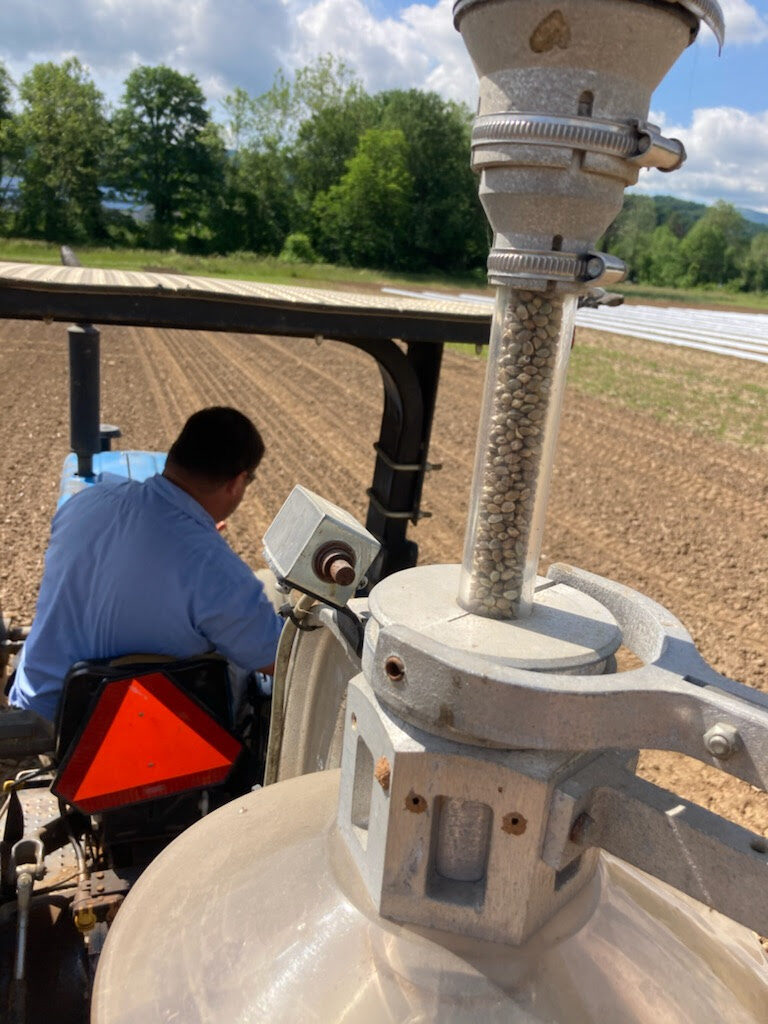 view from back of seeder sowing fiber hemp seeds