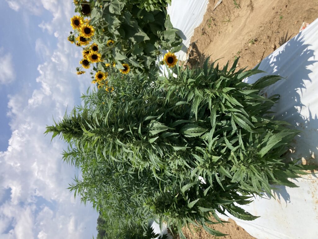 A compact floral hemp plant with sunflowers