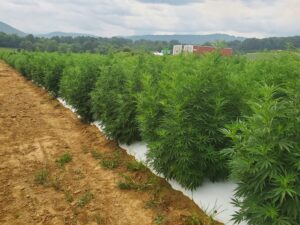 floral hemp plants growing on raised beds with white plastic mulch