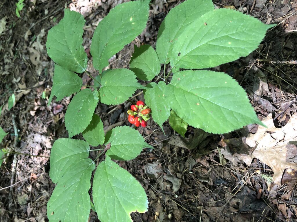 ginseng plant with fruit