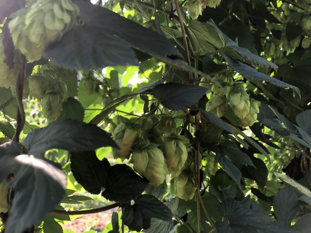 ripe hop cones hanging on the plants