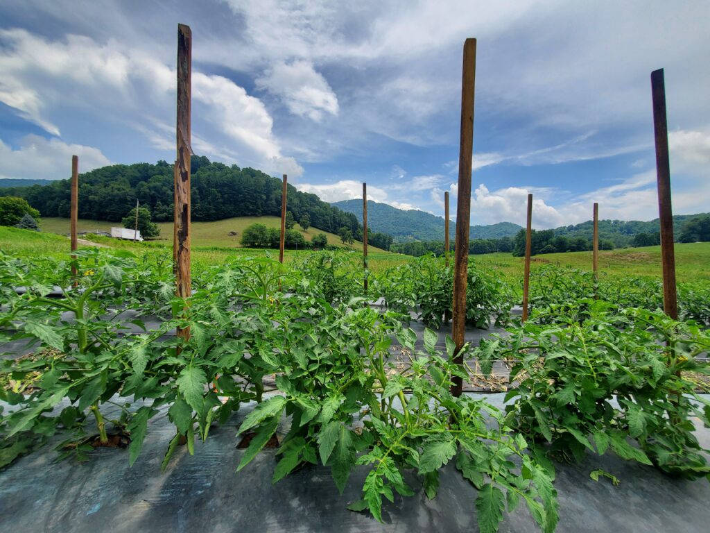 tomatoes growing in a field in the mountains of western NC