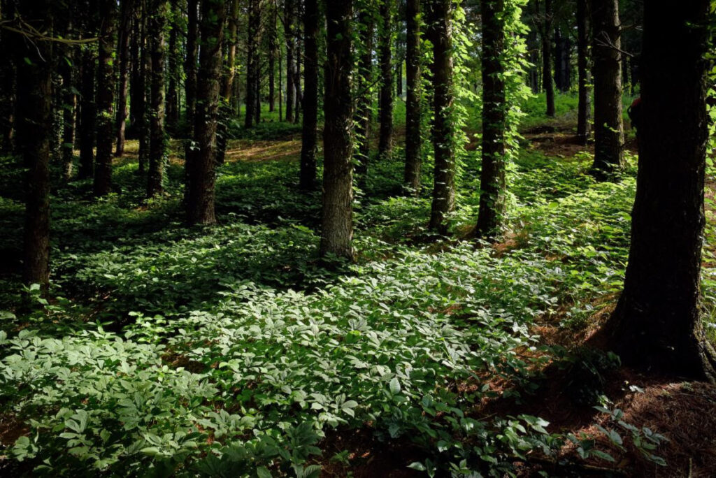 Beautiful woods with native botanicals growing