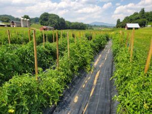 Specialty Farming and Alternative Crops for Small Farms