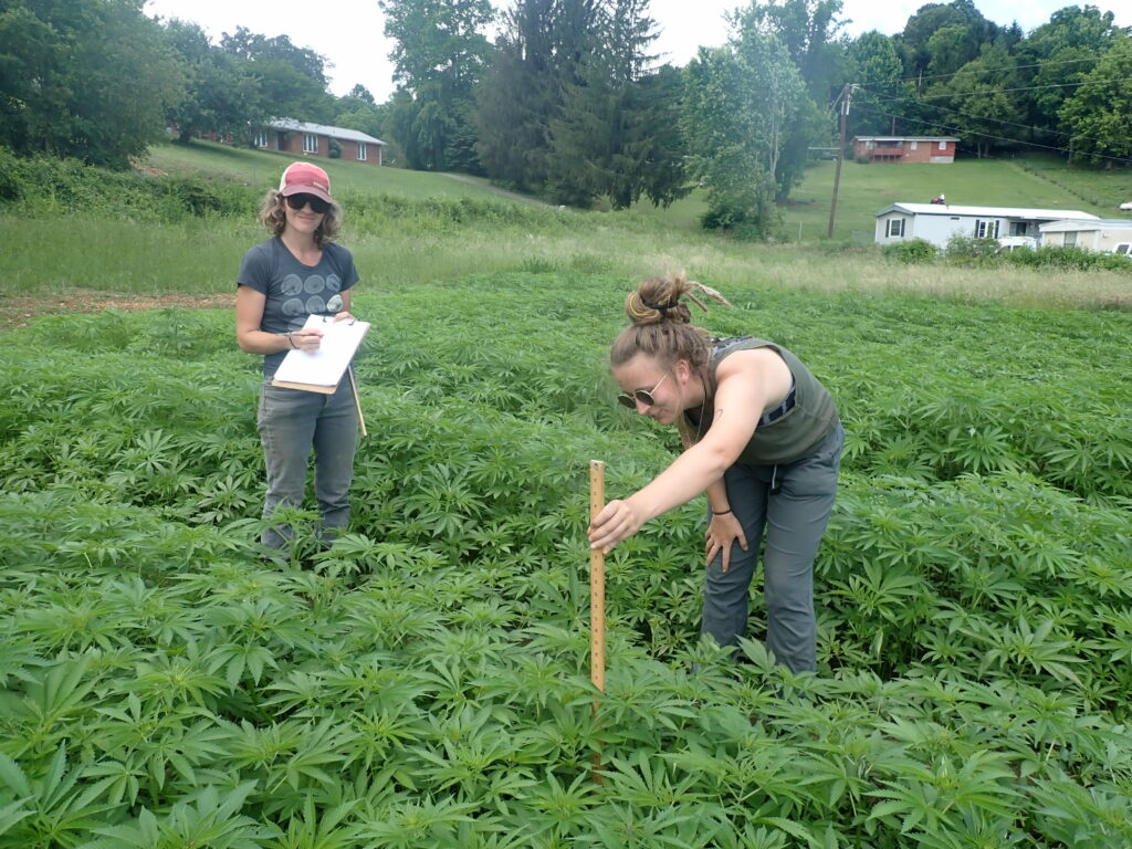 Two people measuring hemp growing in the field