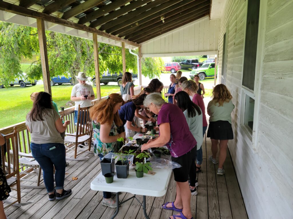 people propagating woodland botanicals on a table on a porch
