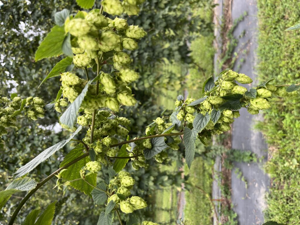 a large cluster of hop cones growing on primary, secondary, and tertiary side arms
