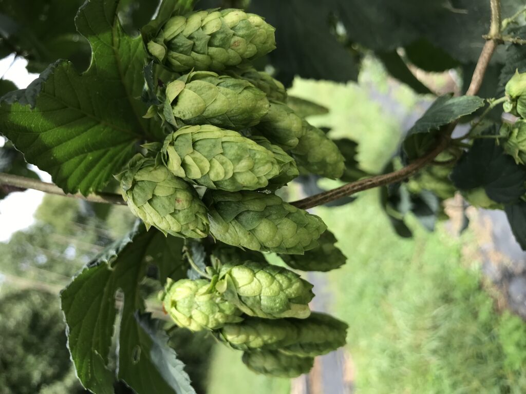 large, beautiful cones from hops selection NC03