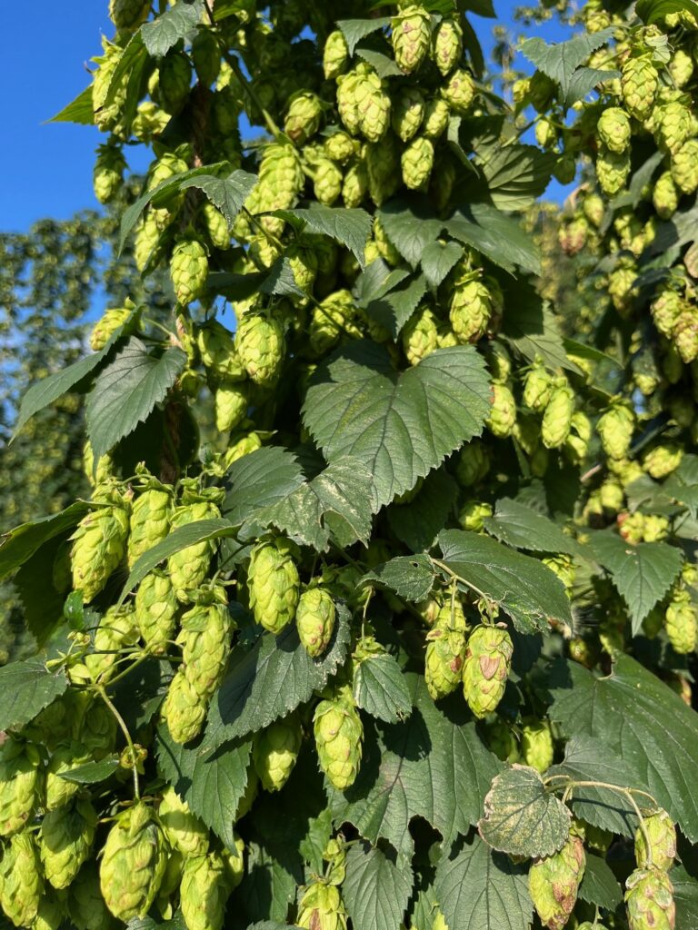 close up of the cones on hops selection NC04