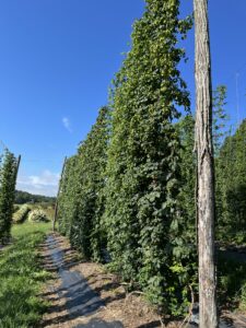 NC01 hops plants growing on a trellis at the late stage of cone development