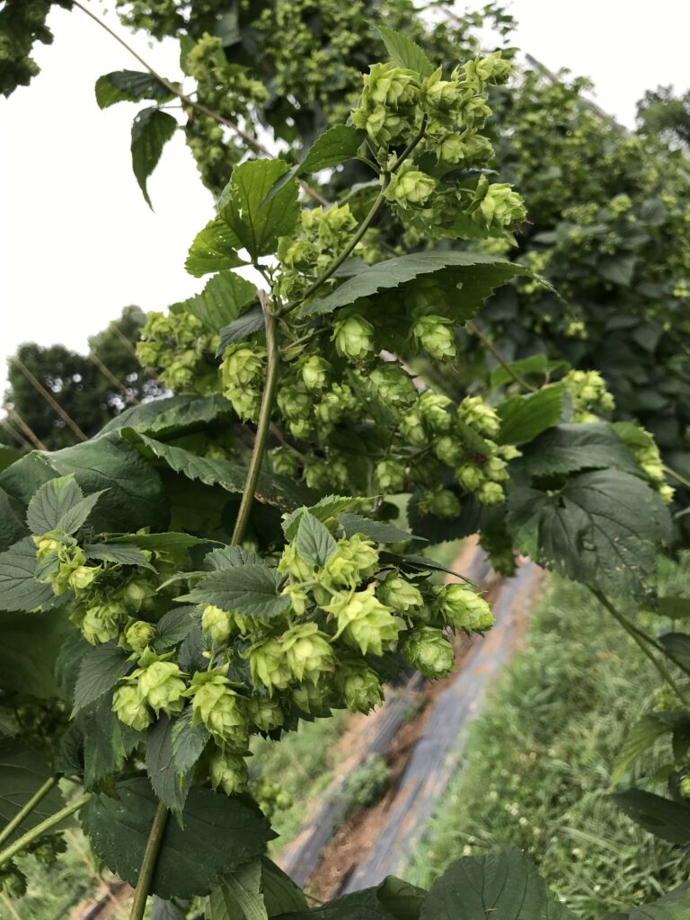 secondary side arms on the NC01 hop plants supporting many cones