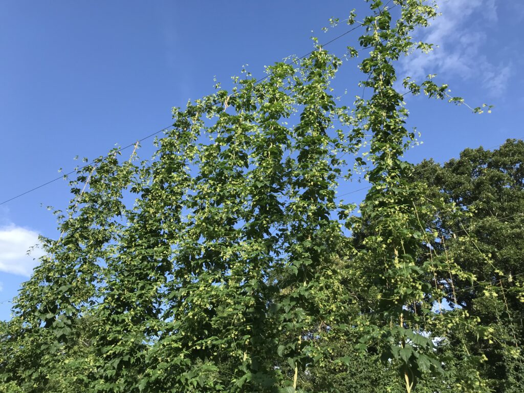 NC01 hop plants growing on a trellis at early stage of flowering