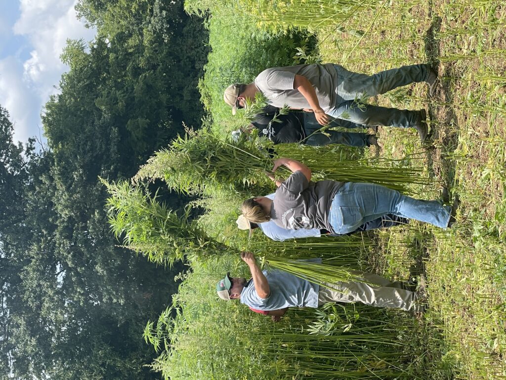 several workers holding bundles of fiber hemp that had just been harvested