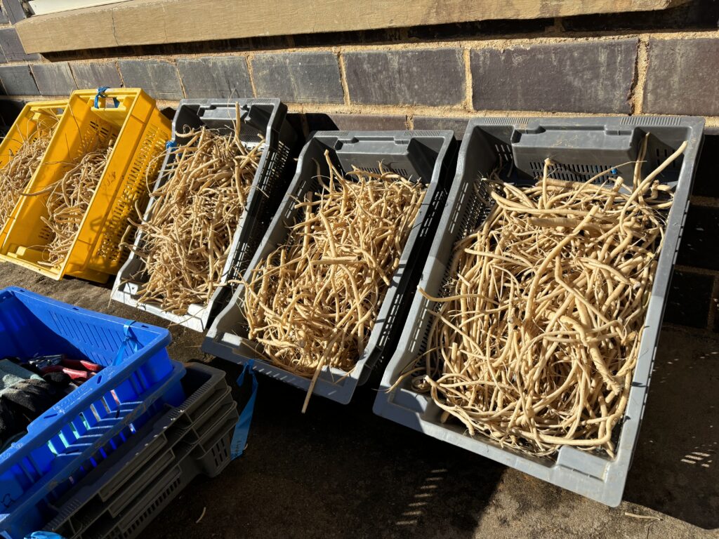 Chinese medicinal herb roots in picking bins 