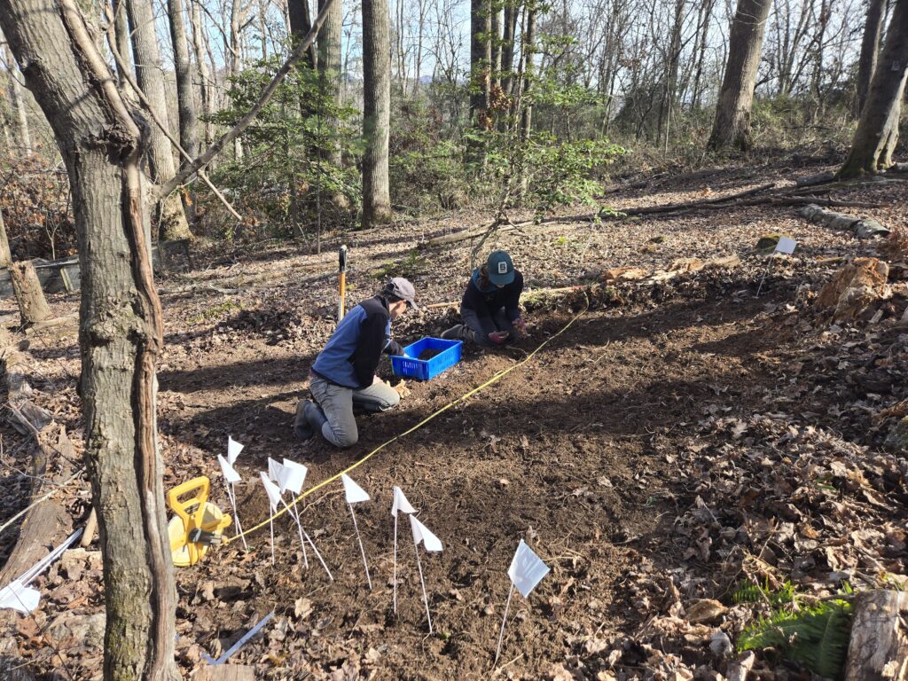 Several people kneeling in the woods planting ramps in the forest in western NC.