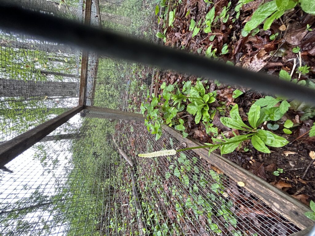 Chamaelirium luteum plants growing under a screen shade structure in the woods.