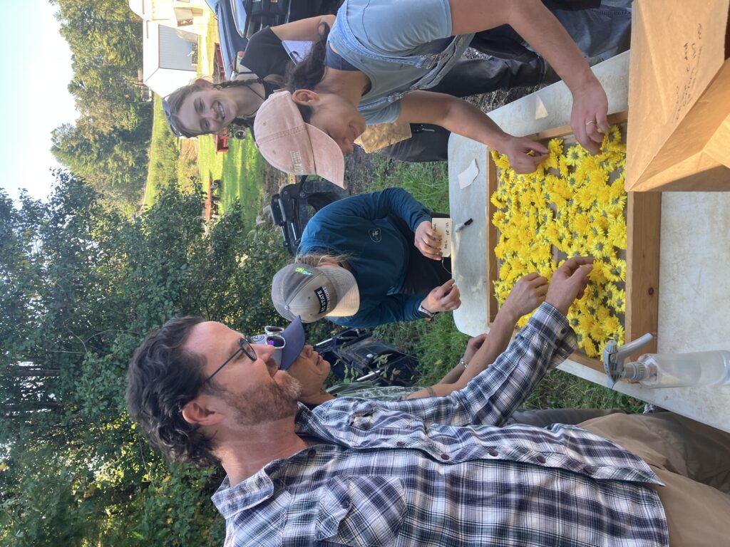 Small group of men and women surrounding a table with a tray of bright yellow juhua flowers